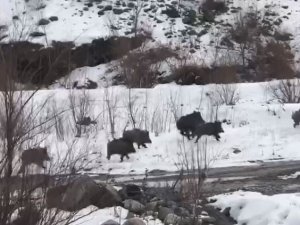 Yabani domuzlar yerleşim alanına indi