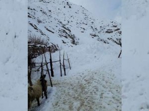 Hakkari’de inen çığ ahırı “Teğet” geçti