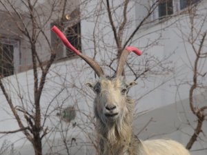 Kavga eden keçilerin boynuzuna hortum taktı