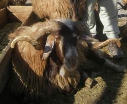 KURBANLIK SATIŞ NOKTASI BELLİ OLDU