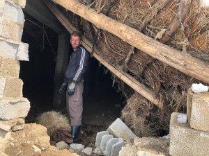 Ahır çöktü: 12 koyun telef oldu