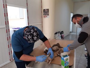 Sokağa atılan köpek yavruları kurtarıldı