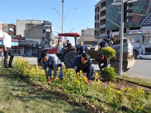 Cizre’de yeşillendirme çalışmaları başladı