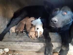 Hakkari polisi can dostları kurtardı