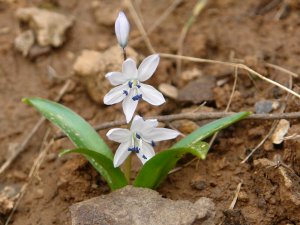 Ünlü botanikçi Hakkâri’de bir bitki türü keşfetti