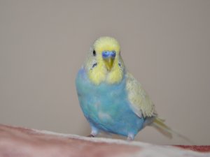 Beşiktaşlı muhabbet kuşu evin maskotu oldu