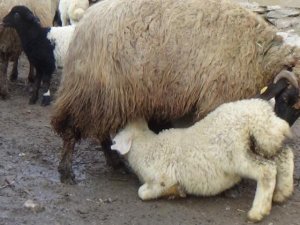 Hakkari’de kuzulama dönemi başladı