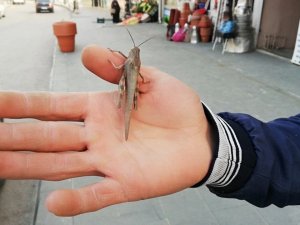 Şemdinli'de çekirge görülmesi şaşırttı