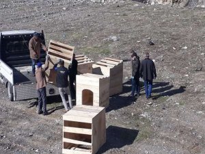 Hakkari’de başıboş hayvanlar için önlem alındı