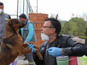 Sokak Hayvanları genelgesi yayınlandı