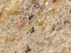 Ayılar yaşam alanlarına indi