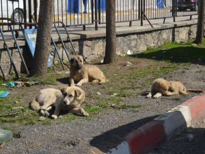 Sokak hayvanları için kalıcı barınak yapılıyor