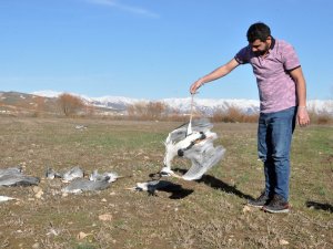 Nehil Sazlığı’nda korkutan kuş ölümleri