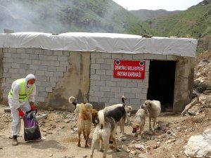 Şemdinli’de sokak hayvanları unutulmadı