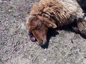 Aç kurtlar 15 küçükbaş hayvanı parçaladı