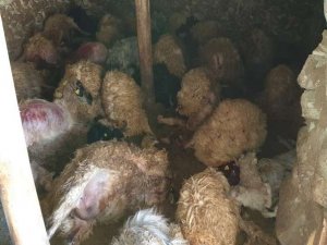 Damdan ahıra giren ayı 50 hayvanı telef etti