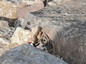 Yüksekova'yı yılan korkusu sardı