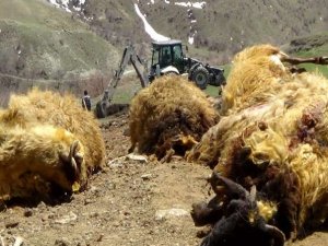 Ayının telef ettiği 50 koyun gömüldü