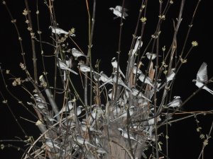 Göçmen kuşlar çarşı merkezinde mola verdi