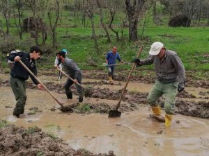 Çukurca'da imece usulü çeltik ekimi