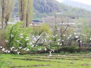 Kuşlar Çukurca’yı mesken tuttu