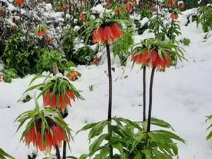 Ters lalelerin karla buluşması