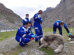 Hakkari’de Sokak hayvanları unutulmadı