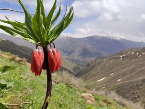 Şemdinli'de ters laleler açtı
