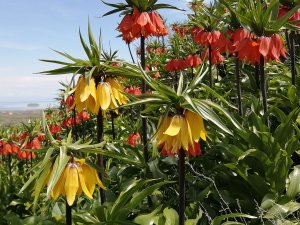 Ters lalelerin sesiz görsel şöleni...