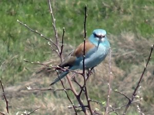 Gökkuzgun kuşu görüntülendi