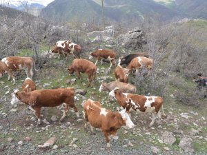 Göçerler büyükbaş hayvancılığa başladı