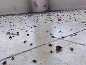 Bir evi böcekler istila etti