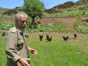 SYDV'den 2 bin lira ile tavuk aldı