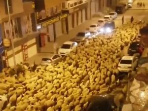 Van caddelerinde koyun sürüsü geçti