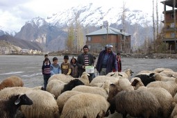 HAKKARİ DE KURBANLIK HAYVAN SATIŞLARI