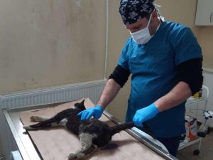 Aracın çarptığı kedi kurtarılamadı