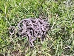 30’a yakın yılan doğaya bırakıldı