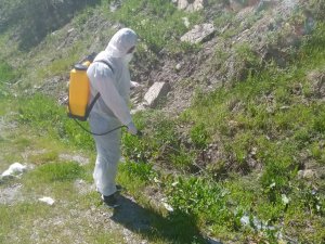 Dere yatakları larvalara karşı ilaçlanıyor