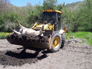 Telef olan inek ilaçlanarak gömüldü