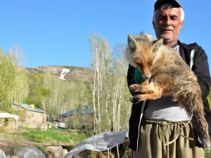 Arıların soktuğu tilkiyi korumaya aldı