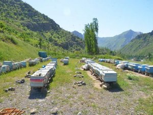 Bal arıları oğul vermeye başladı