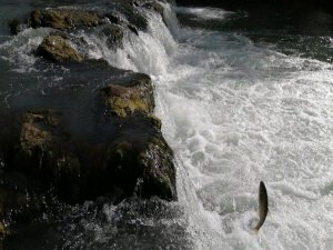 Uçan balıkların göçü başladı