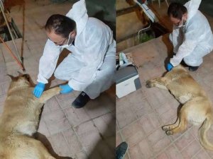 Aracın çarptığı köpek kurtarıldı