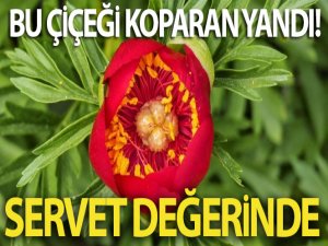 Servet bedelinde çiçek