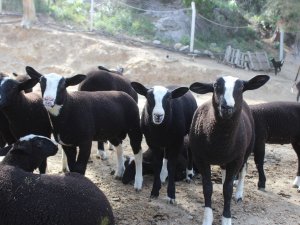 Bu koyunu almak isteyenler 5 ay sıra bekliyor