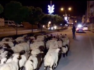 Şehir merkezinden koyun sürüsü geçti