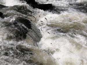 İnci kefali balığını göçü devam ediyor