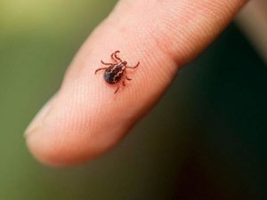 Kene tarafından ısırılan çocuk hayatını kaybetti