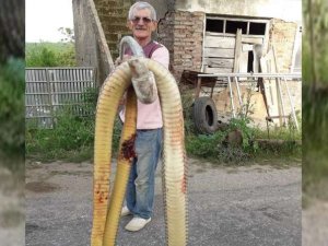 Torunlarına saldıran dev yılanı tüfekle öldürdü
