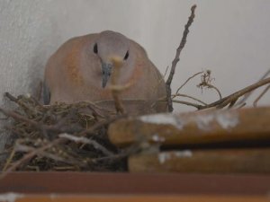 Tatlı ailesinden tatlı davranış